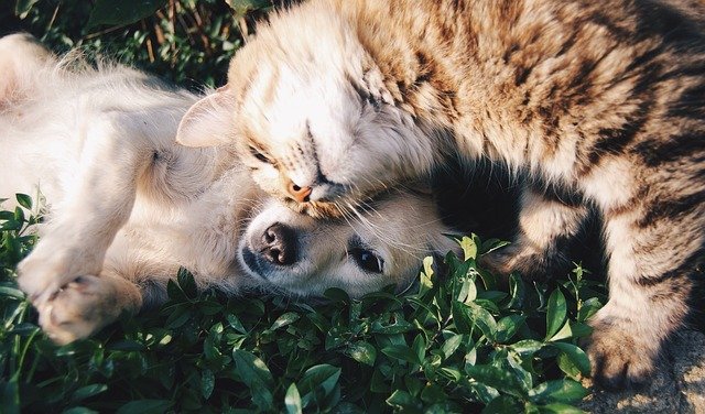 can cats and dogs climb ladders